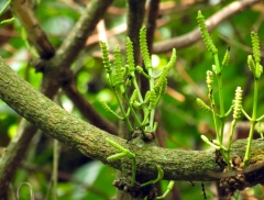 Honkottar av Gnetum catasphaericum. Foto taget i Guangxi, Kina. Foto: Chen Hou 