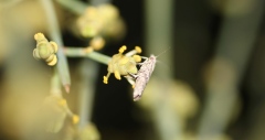 Nattpollinatör pollinerar en hankotte av Ephedra foeminea. Foto: Christina Bolinder.