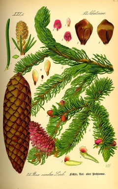 Norway spruce, Picea abies. Illustration: Flora von Deutschland, Österreich und der Schweiz by O.W. Thomé from 1885. 