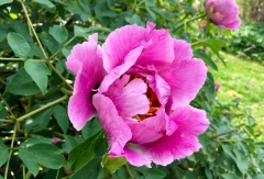 peony