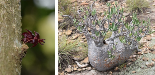Till vänster: Wielandia sp. Till höger: Pachypodium rosulatum var. gracilius