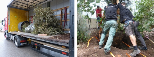 Den nya korkeken anländer till Bergianska trädgården och planteras i Edvard Andersons växthus. Foto: Astrid Fyhr