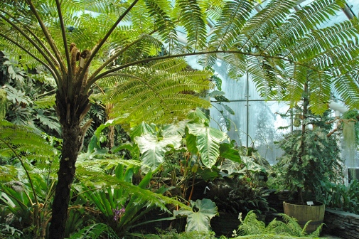 The Fernery in Edvard Anderson Conservatory