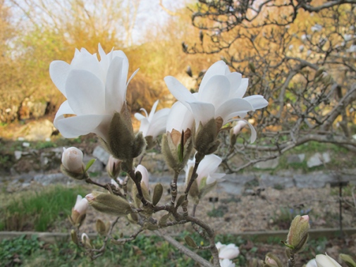 blommande magnolia