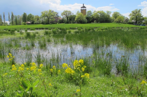 Utsikt över Våtmarken i Bergianska trädgården.