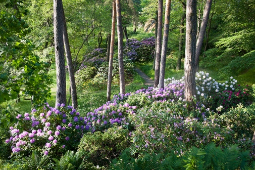 Vy över blommande rododendron i Rododendrondalen. Foto: Eva Dalin