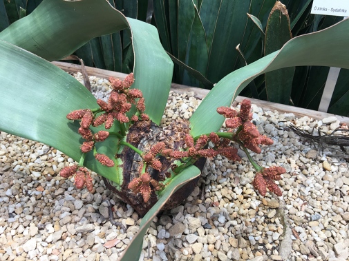Welwitschia mirabilis med kottar. Foto: AnnSofie Börjesson