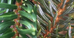Närbild på två grenar med barr av släktet Picea resp. Abies.