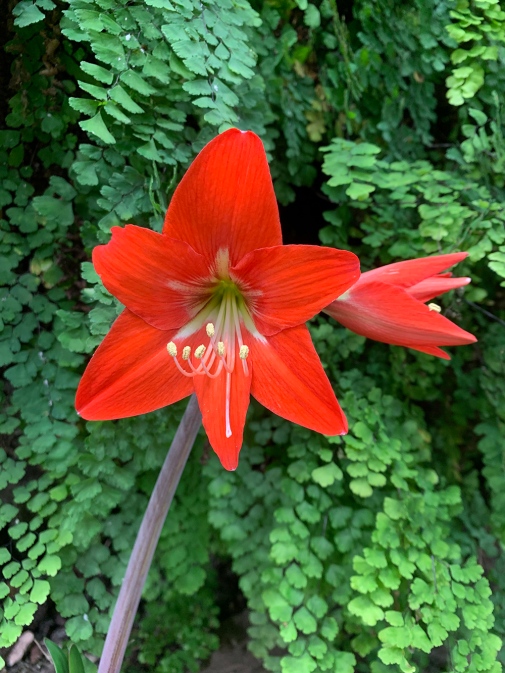 En röd blomma (amaryllis) mot grön bakgrund. Foto: Karin Martinsson.