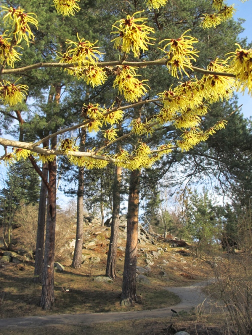 Witch-hazel