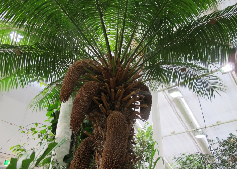 Kottepalm.