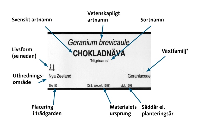 Bild på en växtskylt med t.ex. svenskt artnamn i mitten, sortnamn under.