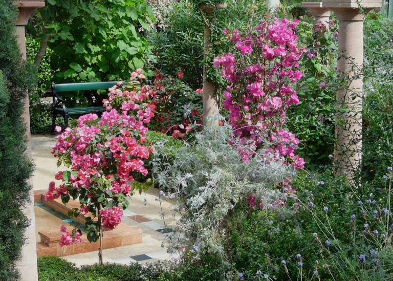 Bougainvillea