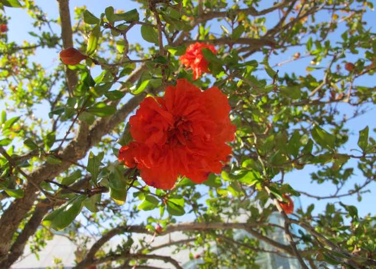 Blomma granatäpple