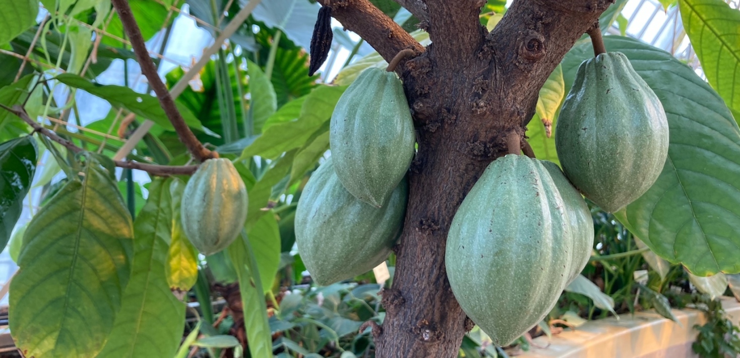 Ljusgröna kakaofrukter hänger på stammen i trädet. 