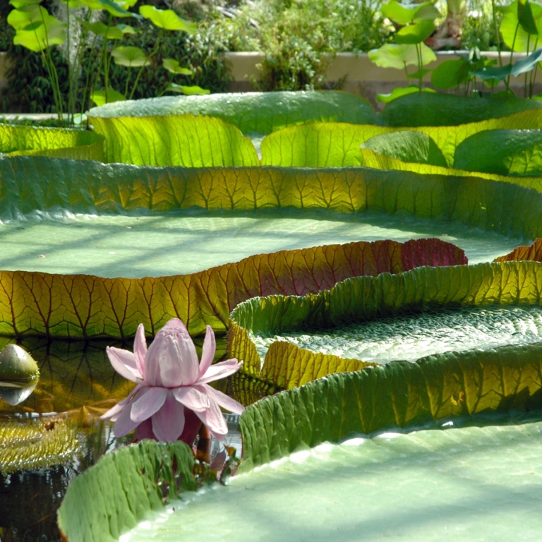 Stora runda blad med kant flyter på en damm  i ett växthus, en rosa stor näckros blommar. 