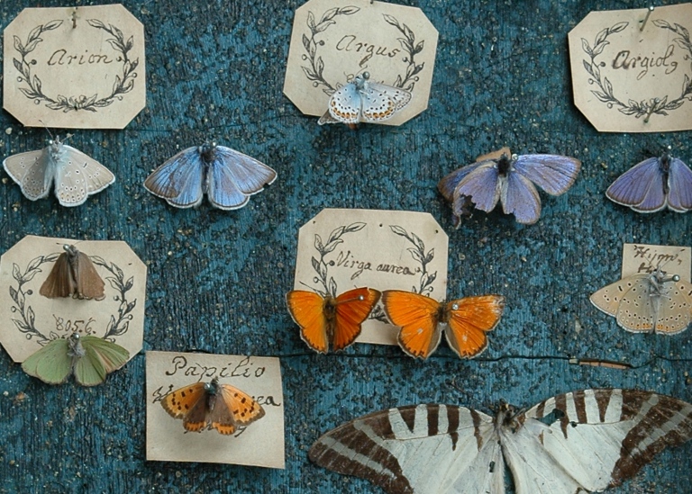 Fjärilar i en låda, med etiketter.