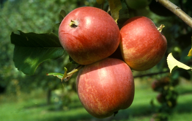 Tre röda äpplen på en gren.