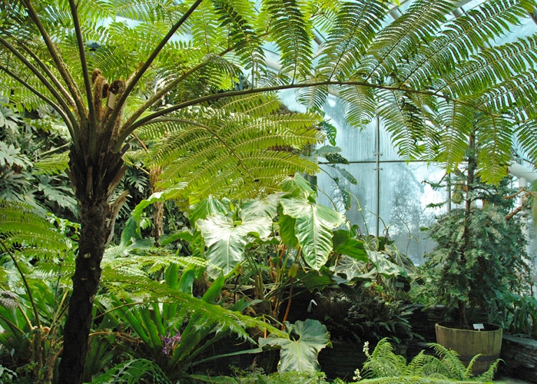 Fernery