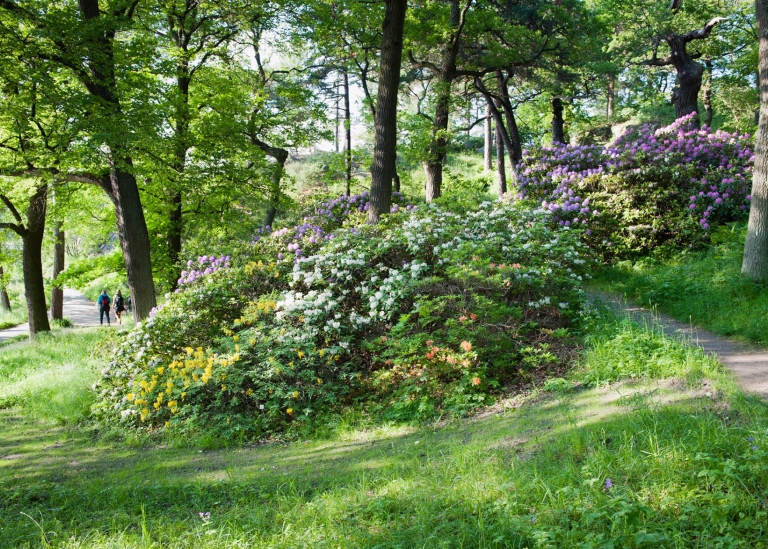 Vi över i rosa, gult, orange, vita blommande rododendronbuskar.