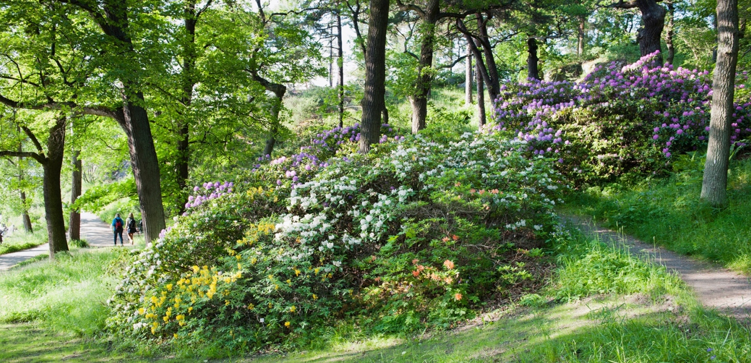 Vi över i rosa, gult, orange, vita blommande rododendronbuskar.