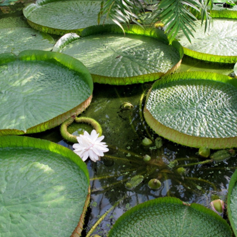 giant water lily