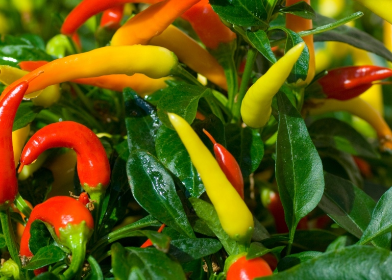 Del av planta med chilipepparfrukter i gult, orange och rött.