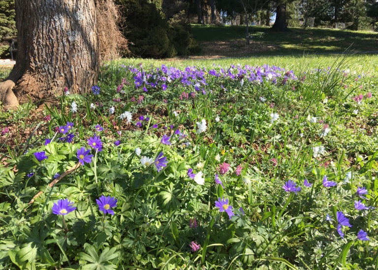 Lila, rosa, vita och gula vårblommor som står tätt på en gräsmatta.