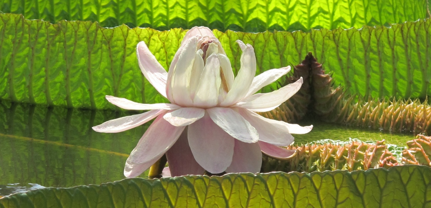 giant water lily