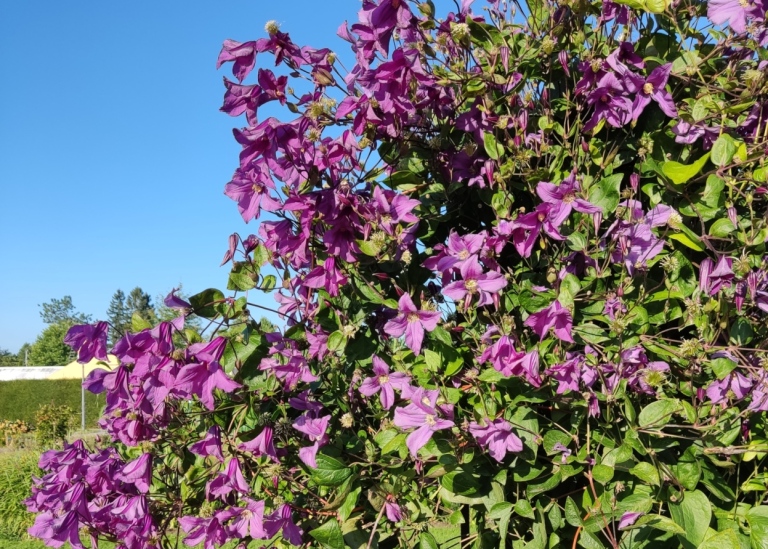 Clematis hybrid 