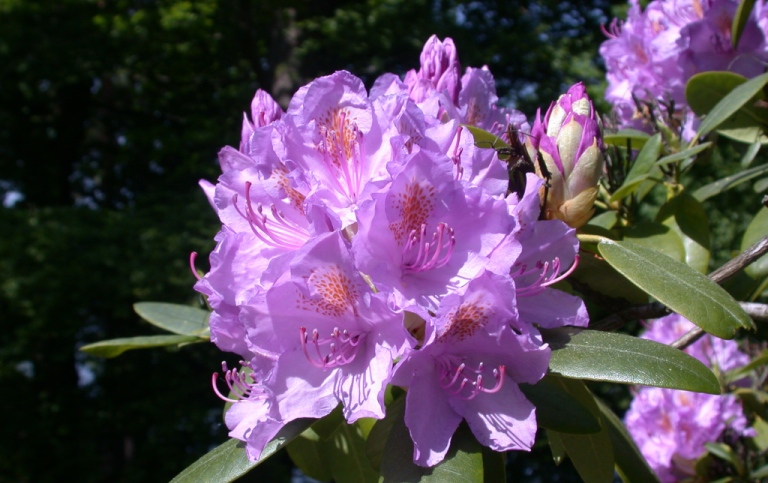 Parkrododendron (Rhododendron 'Catawbiense-gruppen')