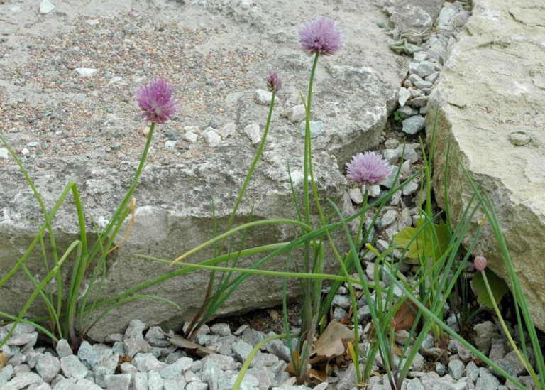 Alvargräslök, Allium schoenoprasum var. alvarense