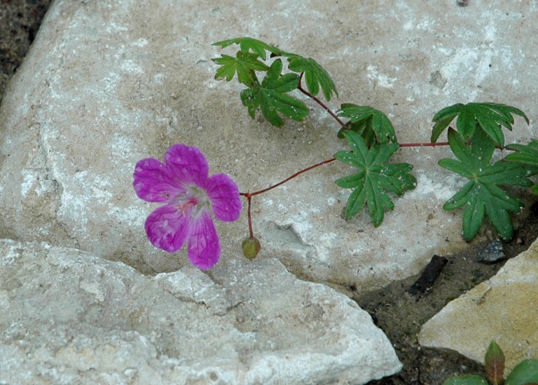 Blodnäva, Geranium sanguineum