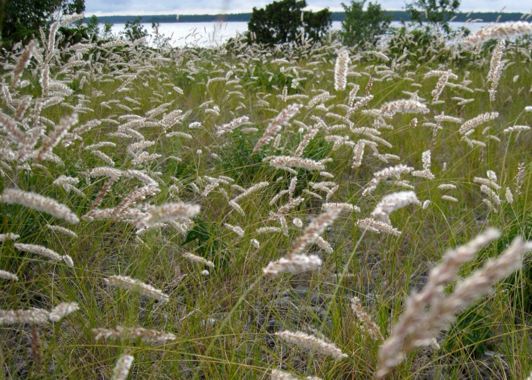 Grusslok, Melica ciliata