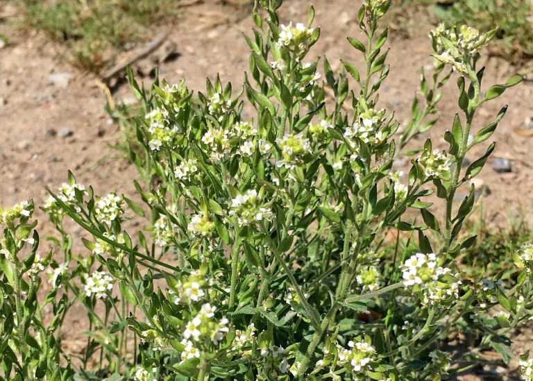 Grådraba, Draba incana