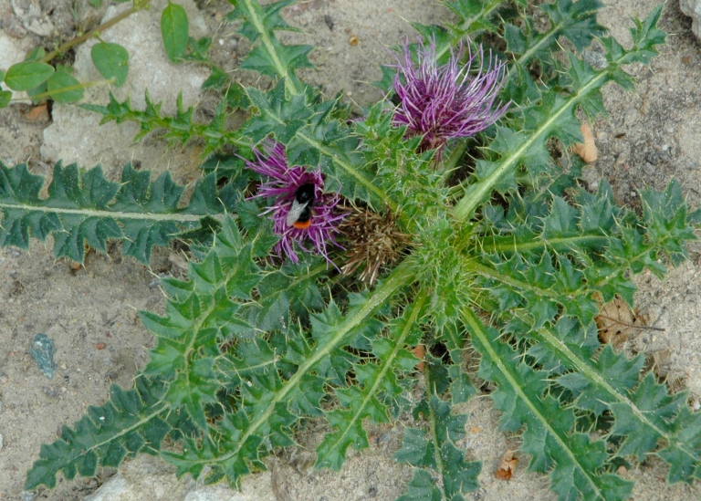 Jordtistel, Cirsium acaule