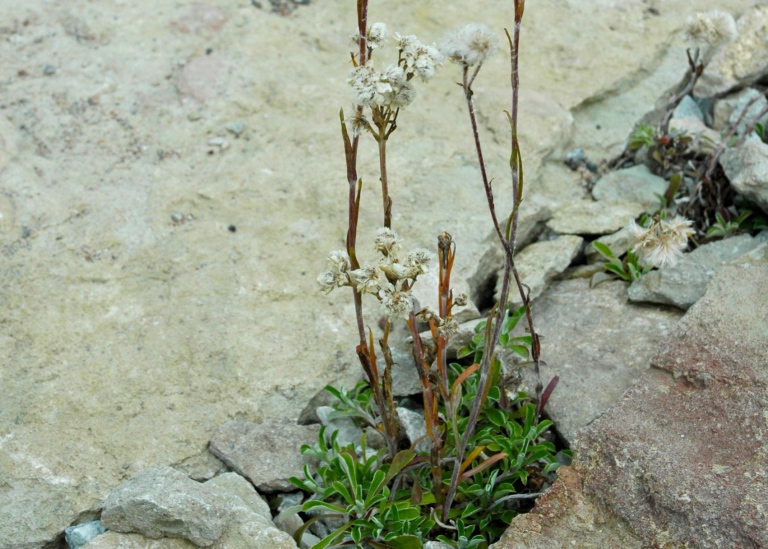 Kattfot, Antennaria dioica