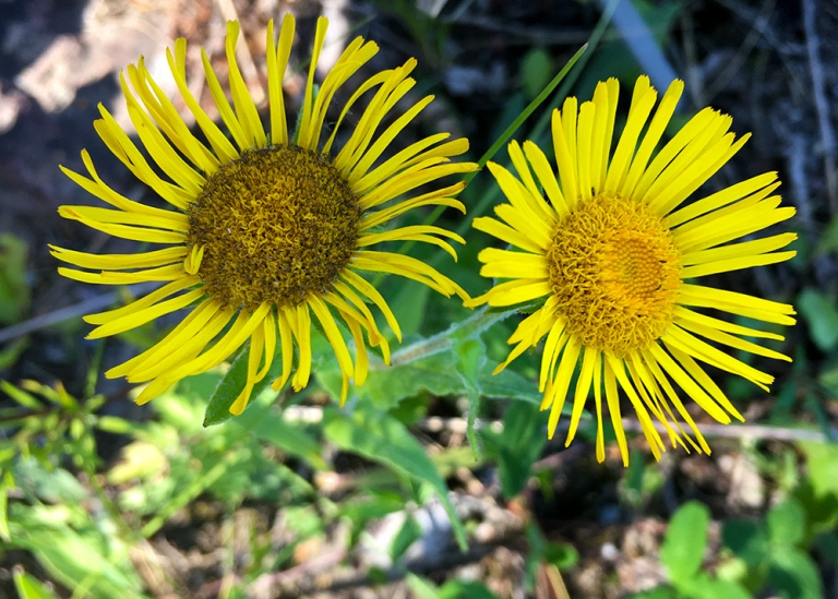 Luddkrissla, Inula britannica