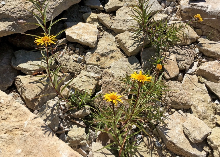 Svärdkrissla, Inula ensifolia