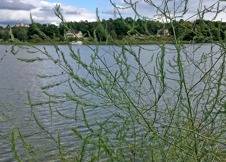 Sparris, Asparagus officinalis