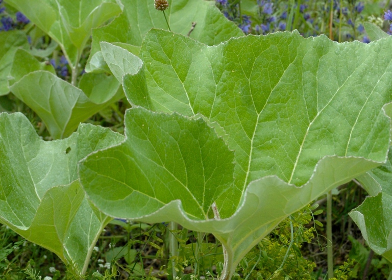 Spjutskråp, Petasites spurius