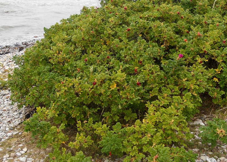 Vresros, Rosa rugosa