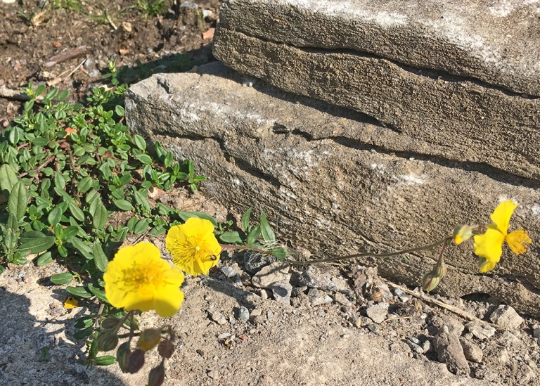 Solvända, Helianthemum nummularium