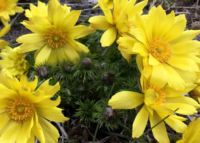 Våradonis, Adonis vernalis