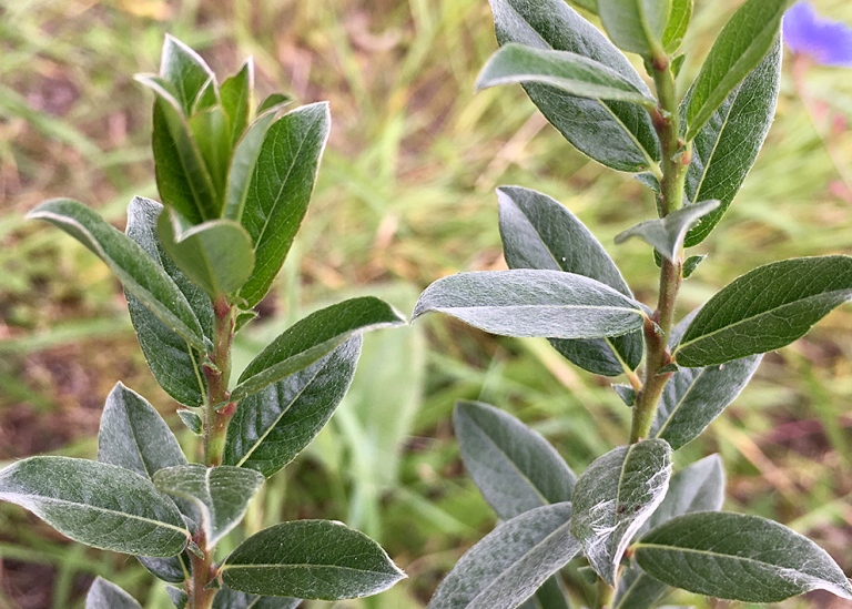 Krypvide, Salix repens ssp. repens