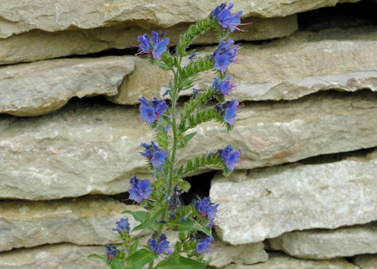 Blåeld, Echium vulgare