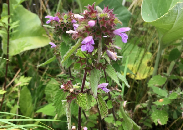 Bosyska, Ballota nigra