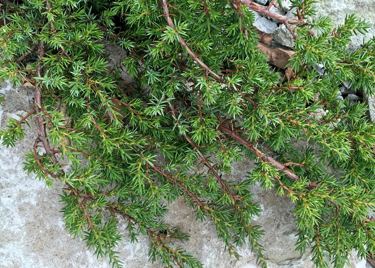 En, Juniperus communis