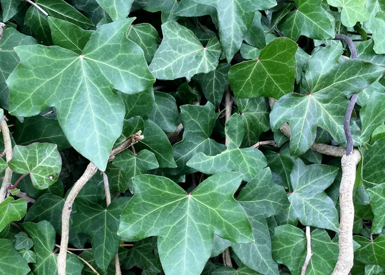 Murgröna, Hedera helix