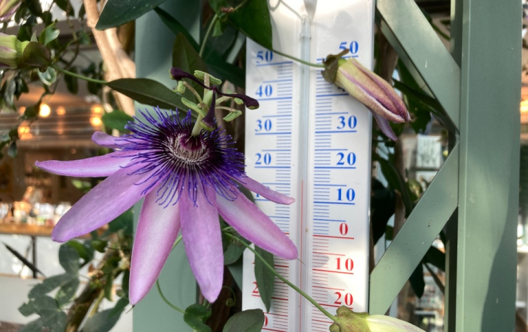 Termometer inne i Edvard Andersons växthus